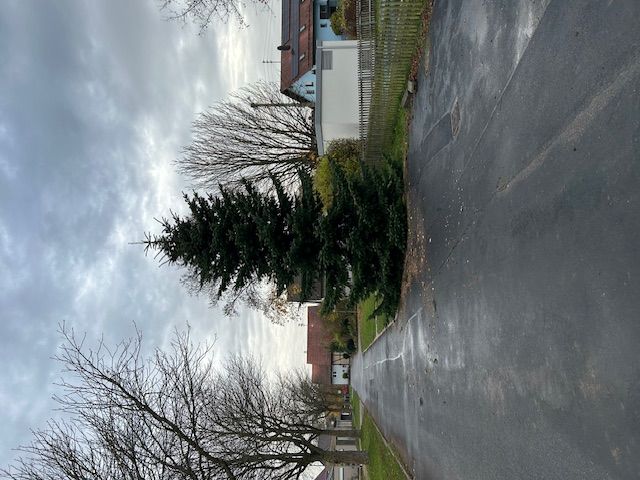 Bild "Info / Termine:Christbaum_steht.jpg"